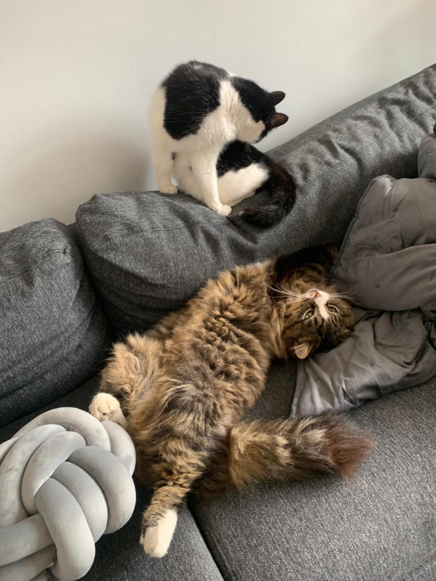 Wake Up With 2 Cats On Your Face Dublín Exterior foto