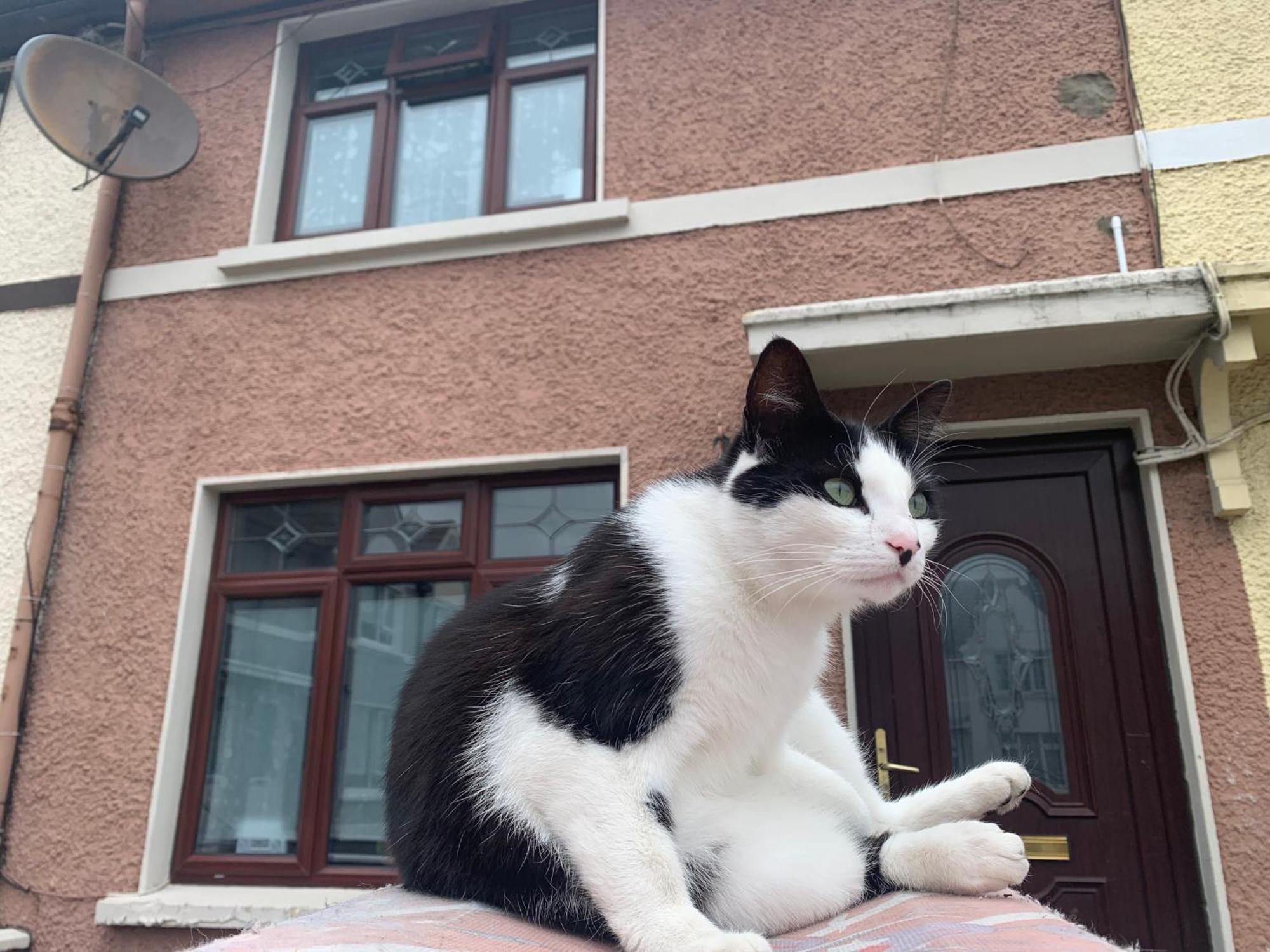 Wake Up With 2 Cats On Your Face Dublín Exterior foto
