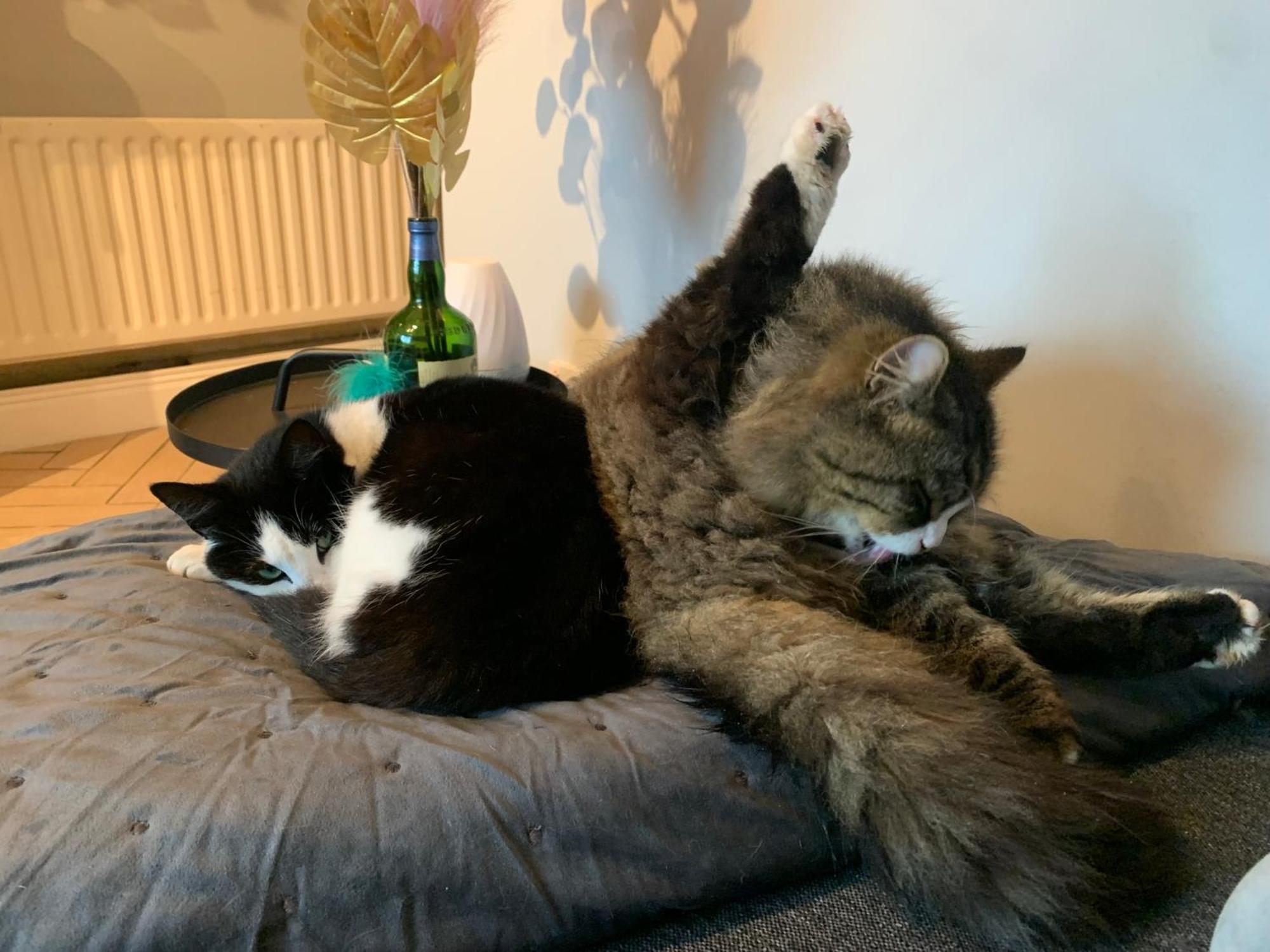 Wake Up With 2 Cats On Your Face Dublín Exterior foto